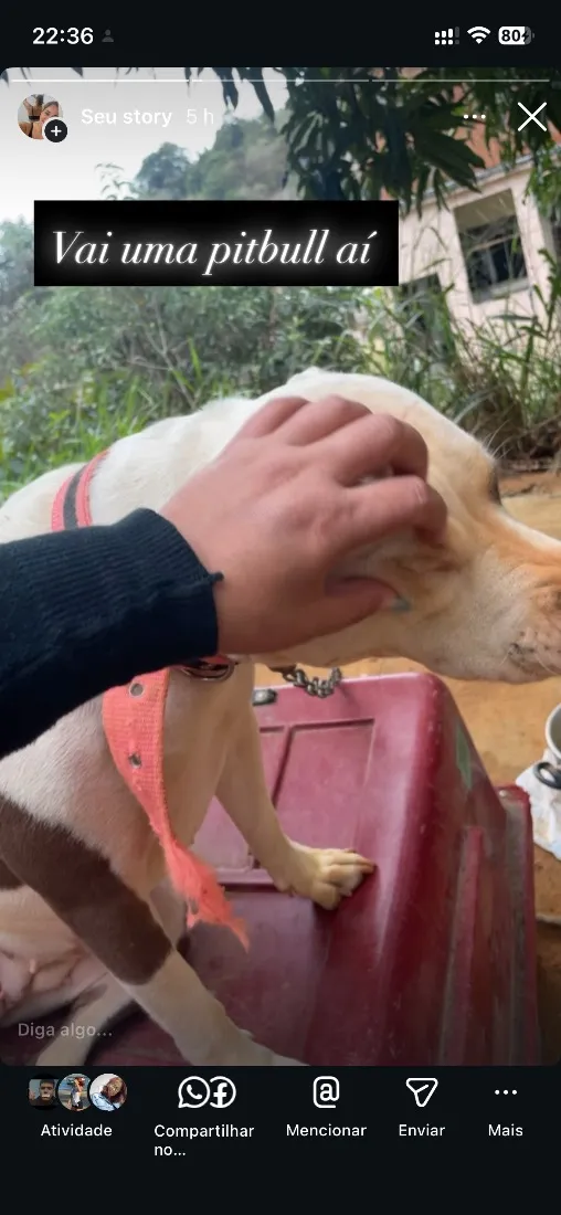 Cachorro raça Pit-Bull idade 1 ano nome Pandora 
