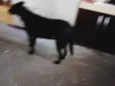 Luna e preto e pirulito 
