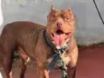 Apólo 