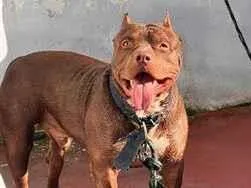 Cachorro raça Pit-Bull idade 1 ano nome Apólo 