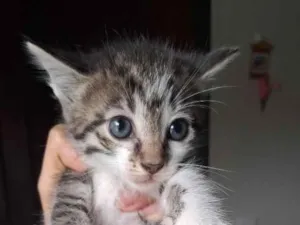 Gato raça SRD-ViraLata idade 2 a 6 meses nome Gray