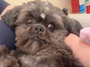 Cachorro raça Shitzu idade 6 ou mais anos nome Nina