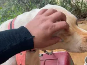 Cachorro raça Pit-Bull idade 1 ano nome Pandora 