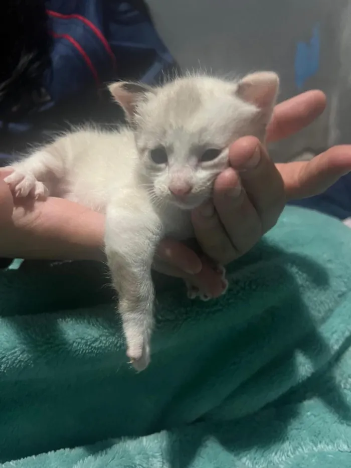 Gato raça SRD-ViraLata idade Abaixo de 2 meses nome Todos estão sem nome mas o macho dei o nome de Jackson