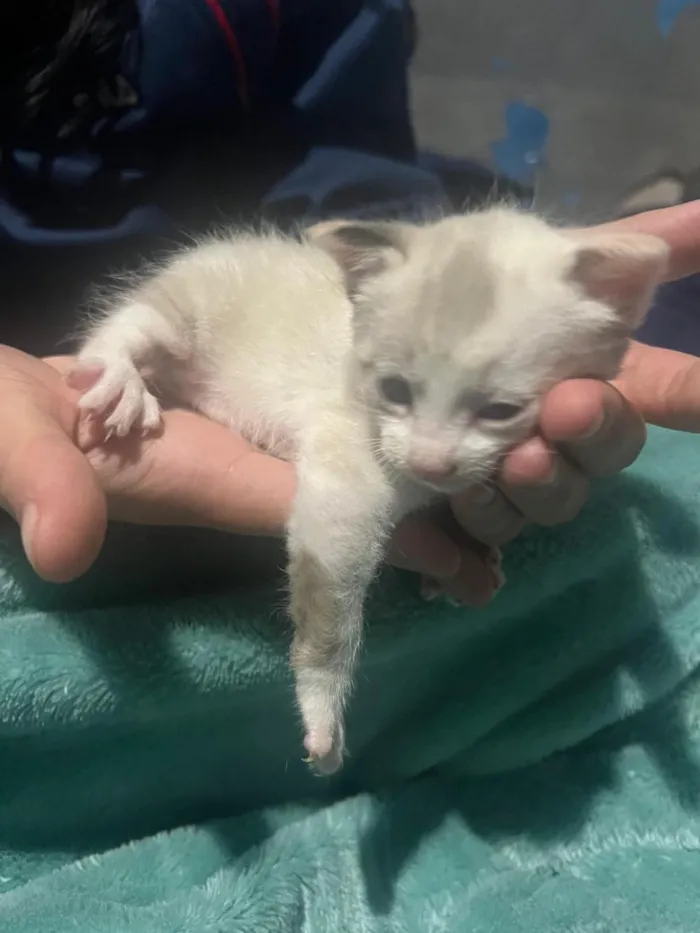Gato raça SRD-ViraLata idade Abaixo de 2 meses nome Todos estão sem nome mas o macho dei o nome de Jackson
