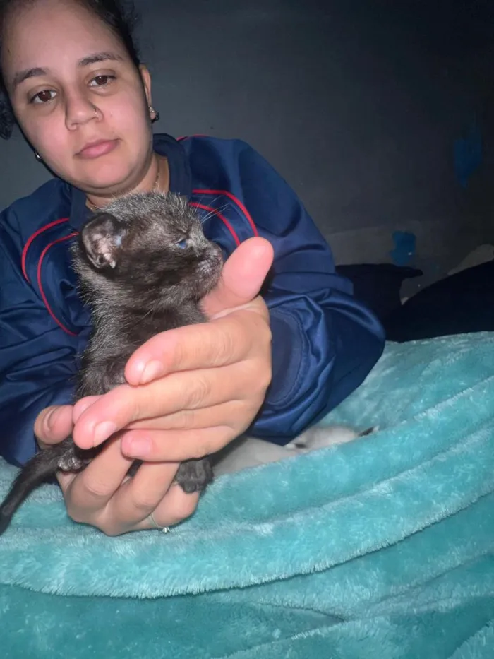 Gato raça SRD-ViraLata idade Abaixo de 2 meses nome Todos estão sem nome mas o macho dei o nome de Jackson