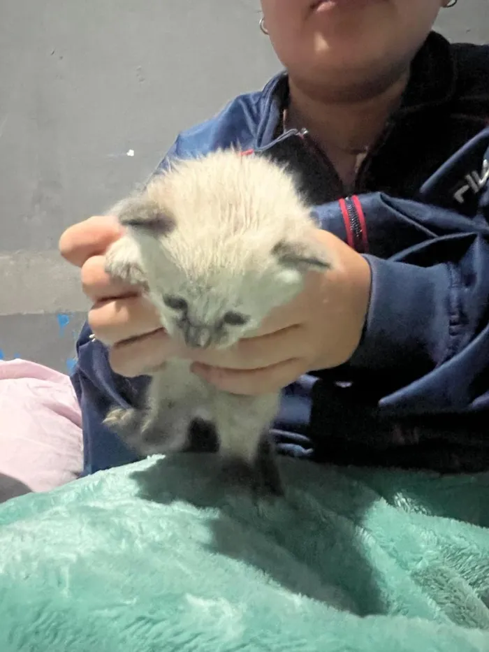 Gato raça SRD-ViraLata idade Abaixo de 2 meses nome Todos estão sem nome mas o macho dei o nome de Jackson