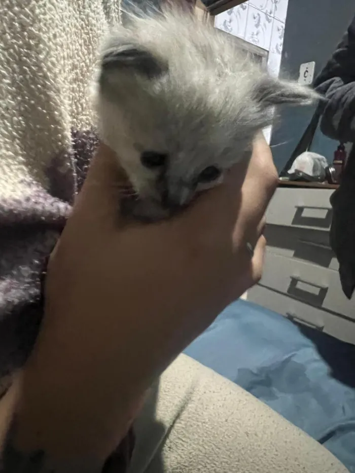 Gato raça SRD-ViraLata idade Abaixo de 2 meses nome Todos estão sem nome mas o macho dei o nome de Jackson