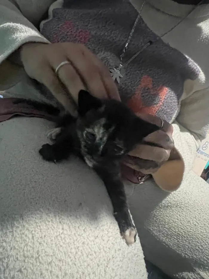 Gato raça SRD-ViraLata idade Abaixo de 2 meses nome Todos estão sem nome mas o macho dei o nome de Jackson