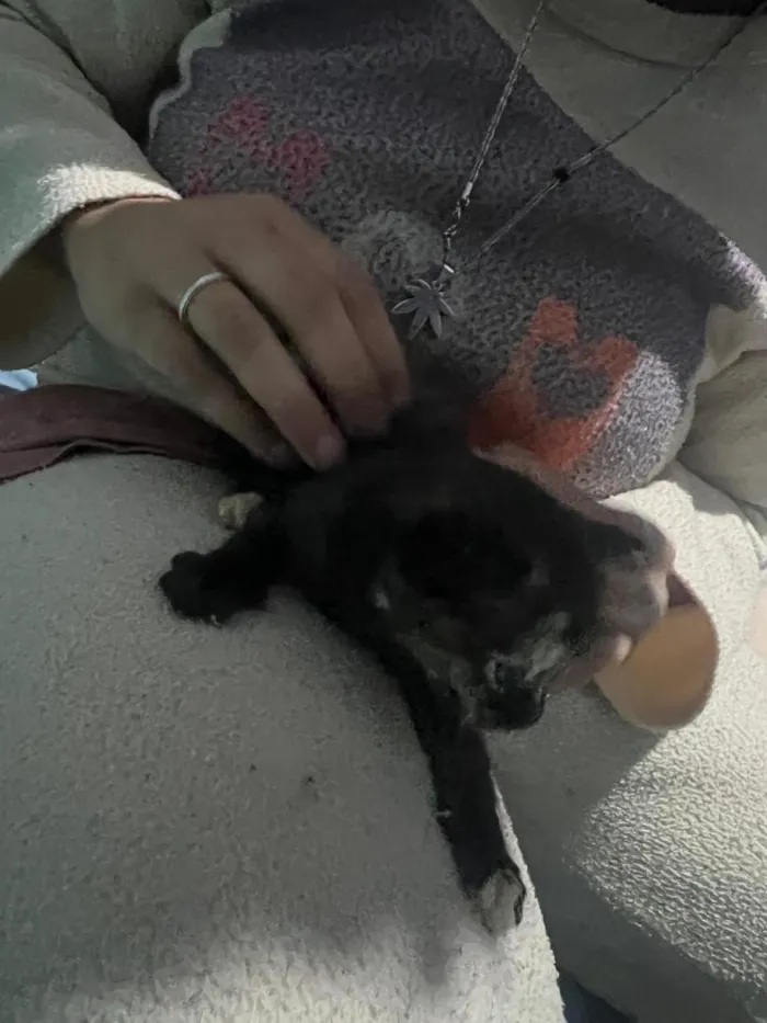 Gato raça SRD-ViraLata idade Abaixo de 2 meses nome Todos estão sem nome mas o macho dei o nome de Jackson