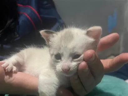 Gato raça SRD-ViraLata idade Abaixo de 2 meses nome Todos estão sem nome mas o macho dei o nome de Jackson