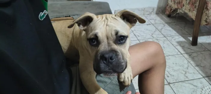 Cachorro raça SRD-ViraLata idade 2 a 6 meses nome Gohan