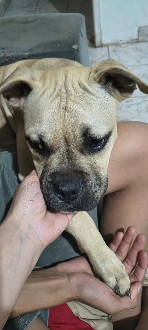 Cachorro raça SRD-ViraLata idade 2 a 6 meses nome Gohan