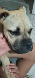Gohan