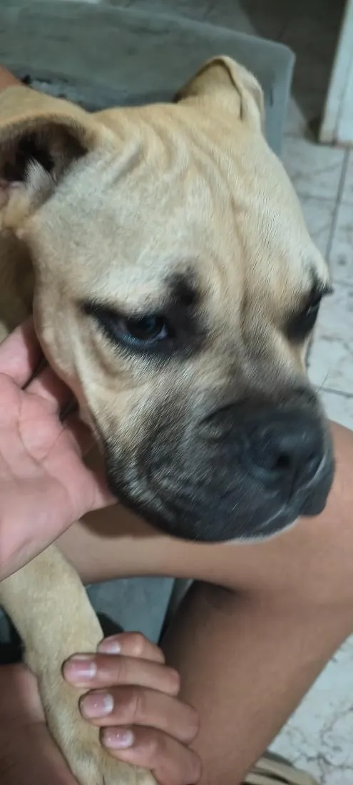 Cachorro raça SRD-ViraLata idade 2 a 6 meses nome Gohan
