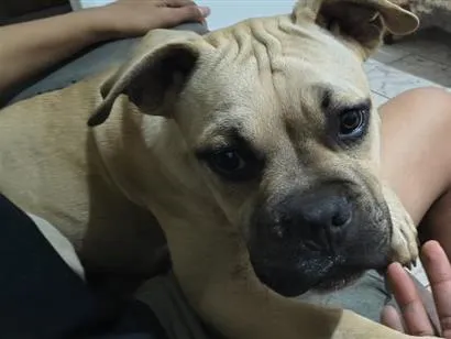 Cachorro raça SRD-ViraLata idade 2 a 6 meses nome Gohan