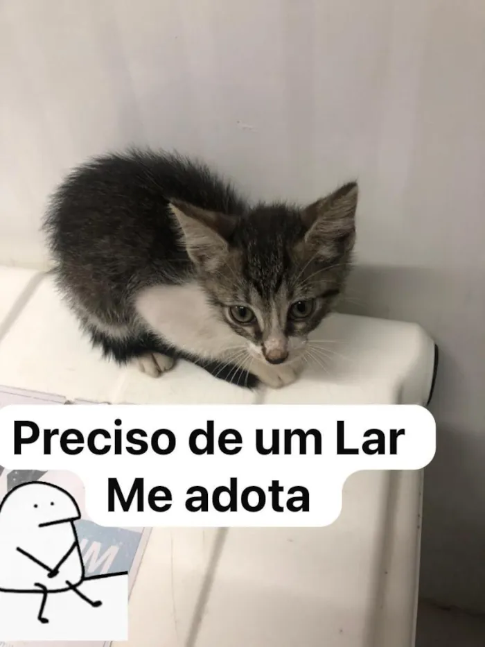 Gato raça SRD-ViraLata idade Abaixo de 2 meses nome panqueca 