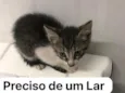 panqueca 
