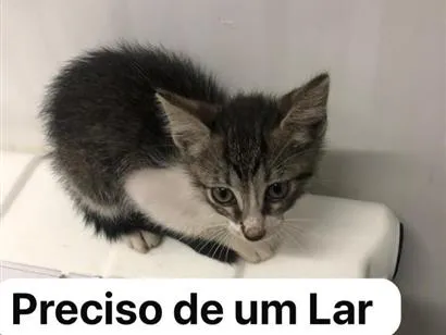 Gato raça SRD-ViraLata idade Abaixo de 2 meses nome panqueca 