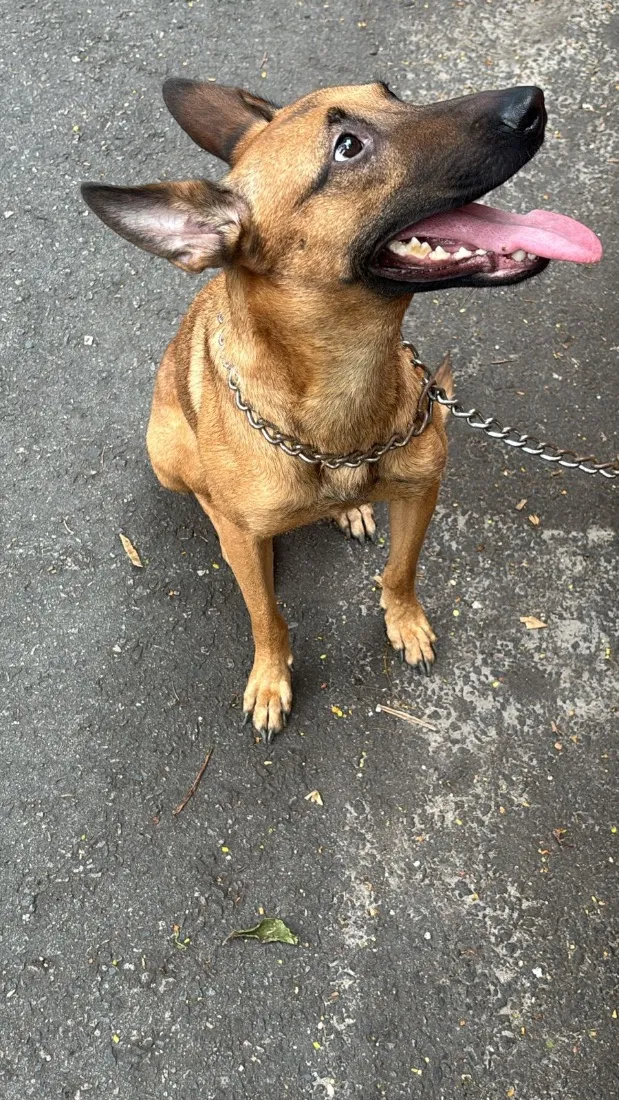 Cachorro raça Pastor Belga Malinois idade 2 anos nome Kiara