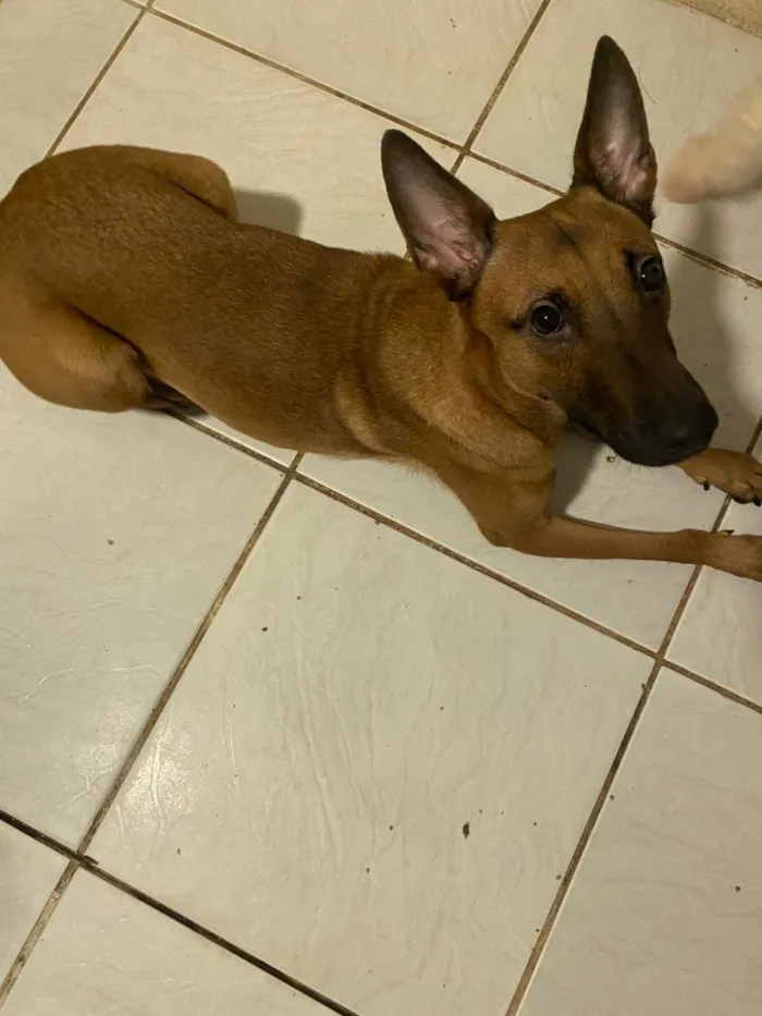 Cachorro raça Pastor Belga Malinois idade 2 anos nome Kiara