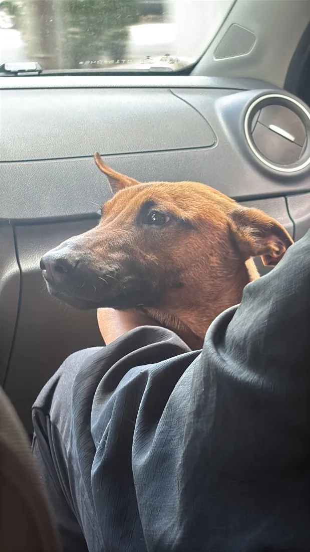 Cachorro raça Pastor Belga Malinois idade 2 anos nome Kiara