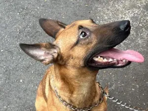 Cachorro raça Pastor Belga Malinois idade 2 anos nome Kiara