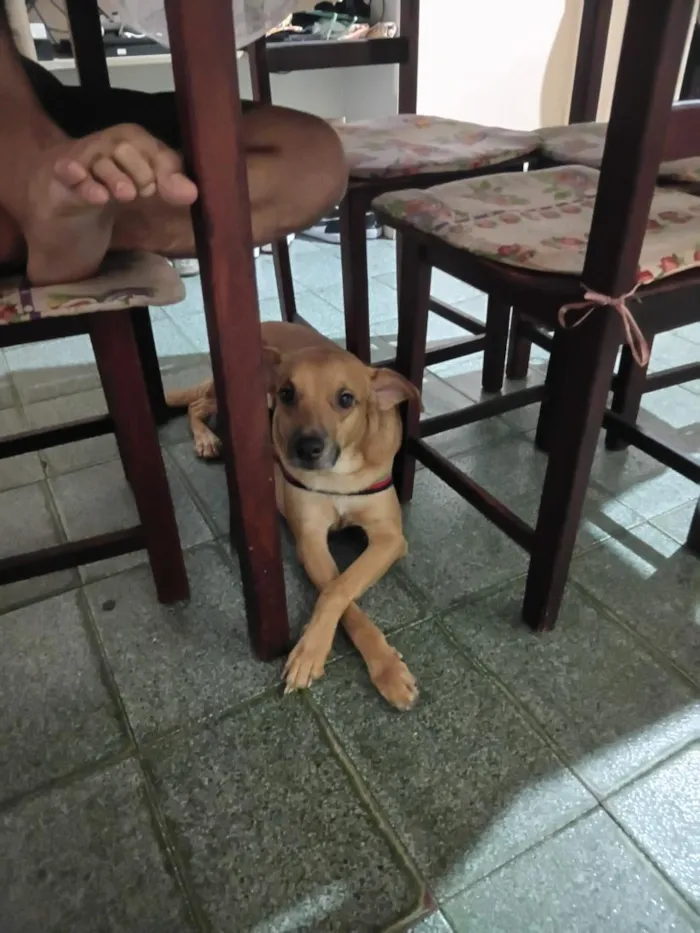 Cachorro raça SRD-ViraLata idade 3 anos nome Ragnar
