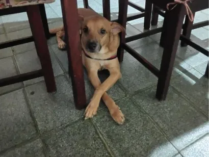 Cachorro raça SRD-ViraLata idade 3 anos nome Ragnar