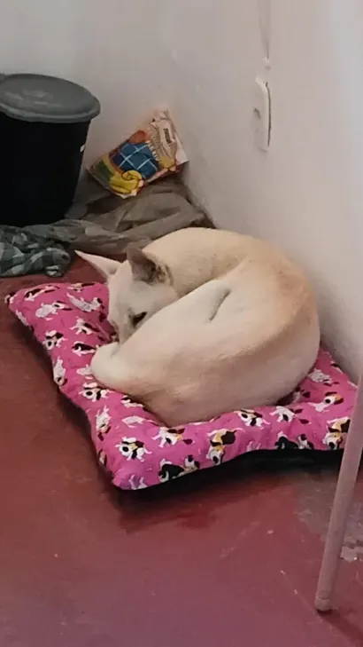 Cachorro raça SRD-ViraLata idade 2 a 6 meses nome Magrelinha