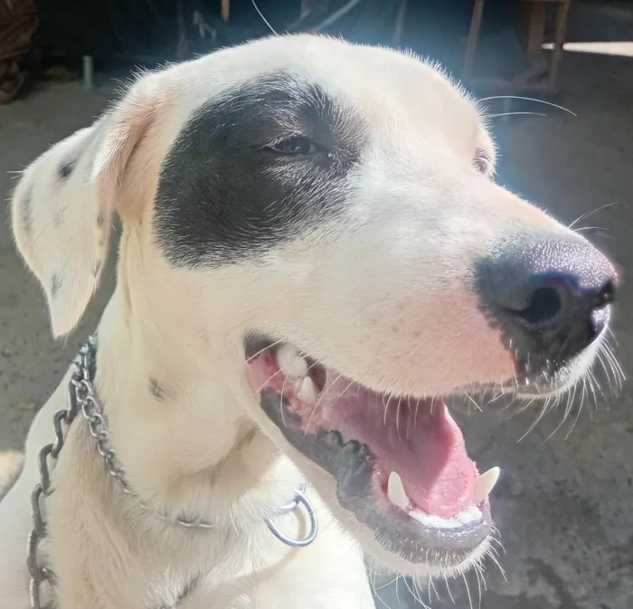 Cachorro raça SRD-ViraLata idade 2 a 6 meses nome Lua
