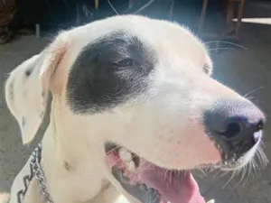 Cachorro raça SRD-ViraLata idade 2 a 6 meses nome Lua