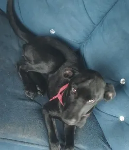 Cachorro raça SRD-ViraLata idade 2 a 6 meses nome pantera 