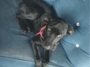 Cachorro raça SRD-ViraLata idade 2 a 6 meses nome pantera 