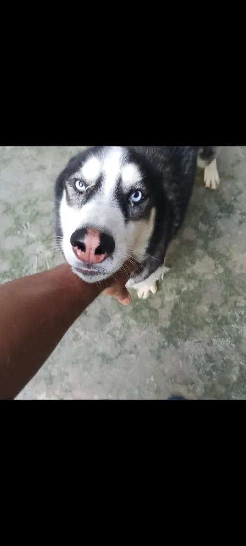 Cachorro raça Pastor Alemão idade 1 ano nome tànus 