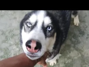Cachorro raça Pastor Alemão idade 1 ano nome tànus 
