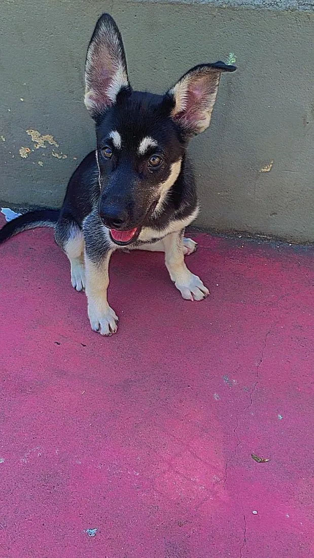 Cachorro raça Husky siberiano idade 2 a 6 meses nome San