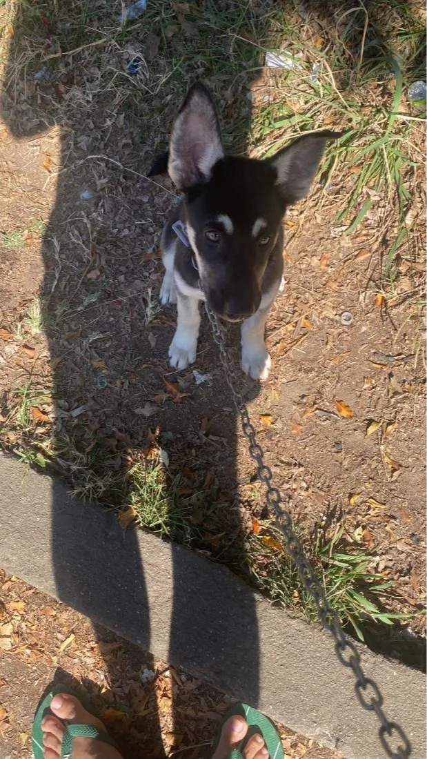 Cachorro raça Husky siberiano idade 2 a 6 meses nome San