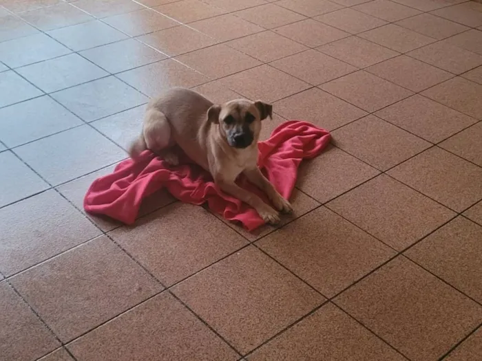 Cachorro raça SRD-ViraLata idade 2 a 6 meses nome belinha