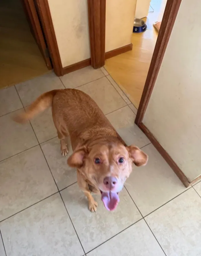 Cachorro raça SRD-ViraLata idade 6 ou mais anos nome Mel