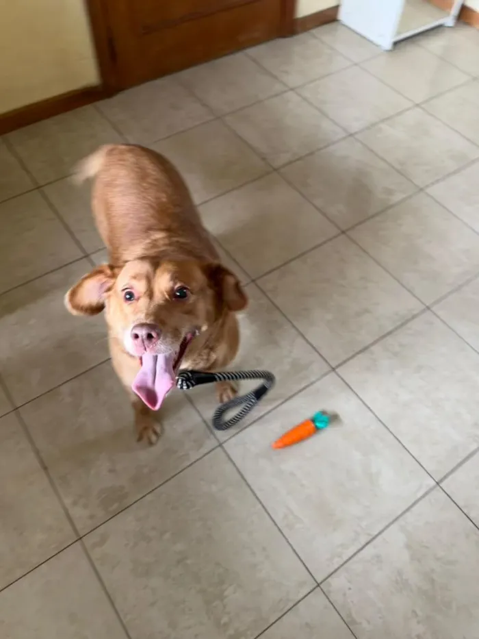 Cachorro raça SRD-ViraLata idade 6 ou mais anos nome Mel