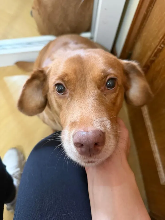 Cachorro raça SRD-ViraLata idade 6 ou mais anos nome Mel