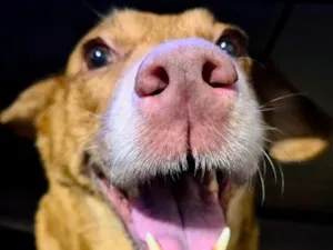 Cachorro raça SRD-ViraLata idade 6 ou mais anos nome Mel