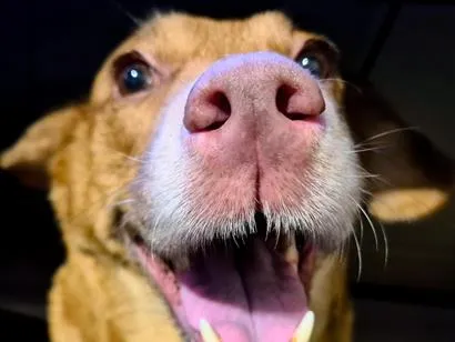 Cachorro raça SRD-ViraLata idade 6 ou mais anos nome Mel