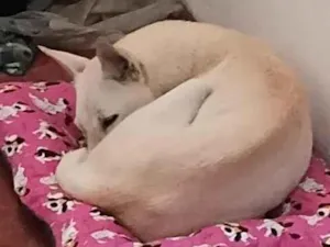 Cachorro raça SRD-ViraLata idade 2 a 6 meses nome Magrelinha
