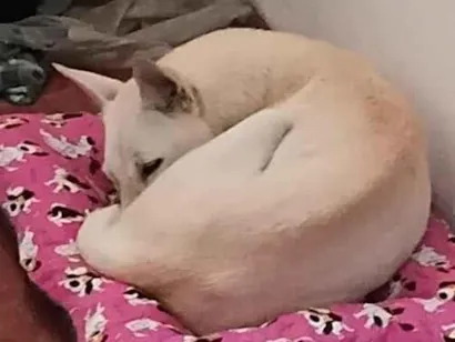 Cachorro raça SRD-ViraLata idade 2 a 6 meses nome Magrelinha
