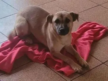 Cachorro raça SRD-ViraLata idade 2 a 6 meses nome belinha