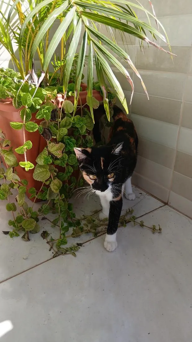 Gato raça SRD-ViraLata idade 7 a 11 meses nome sacha