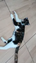 sacha