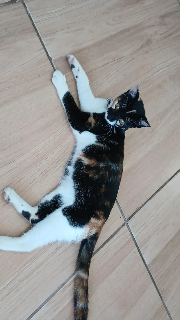 Gato raça SRD-ViraLata idade 7 a 11 meses nome sacha